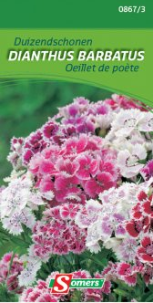 S08673 Dianthus Duizendschonen Dubbele Tweejarig. "Tuiltjes" dubbele bloemen (75 %). Prachtig in mei wanneer er maar weinig bloemen in de tuin bloeien. Grote verscheidenheid van kleuren. Voor perk en snijbloemen. Zaaien op kweekbed in halve schaduw. Verspenen op 10 cm afstand. Ter plaatse planten op 30 cm afstand in de herfst of in de lente na overwintering op een beschutte plaats.


hoogte :
40 cm Dianthus duizendschonen dubbele
