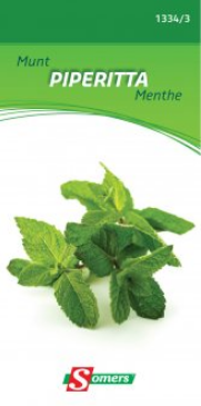 S13343 Munt Piperitta Wordt veel gebruikt in de keuken voor muntsausen, desserten, is goed voor de spijsvertering, of als verfrissende tisane. Blijvend. Weelderig groeiende en welriekende plant met langwerpige eivormige en gezaagde bladeren met een opvallende mentholgeur met purperen bloemen. Zaaien op kweekbed. Verplanten op 30 cm afstand in goede grond en op een zonnige plaats. Elke winter sterven de bladeren af en in maart groeien zij terug. Men plukt de blaadjes die gedroogd of vers gebruikt worden.

Hoogte : 40 cm Munt Piperitta