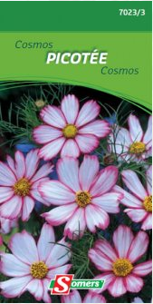 S70233 Cosmos Picotee Éénjarig. Deze prachtige Cosmos Picotée met geel hart en roze kantjes die de witte bloemen omboorden kleuren uw tuin de hele zomer lang. Voor snijbloemen of hoge borders. Zaaien in maart-april op kweekbed en ter plaatse planten eind april. Eind april-mei ter plaatse zaaien en uitdunnen. Gemakkelijke teelt. Grote bloemen als enkelbloemige Dahlia's.


hoogte :
90 cm Cosmos Picotee
