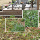 BLOEM08604 Bloemenmengsel Bodembedekkende bloemen - 250 g Dit 'hightech' zaadmengsel van vaste bloeiende planten werd ontwikkeld voor het begroeien van specifieke oppervlakken, zoals daken en begraafplaatsen. Het is het resultaat van een strenge selectie van variëteiten die onder moeilijke omstandigheden groeien.
Dit mengsel is samengesteld uit doorlevende planten die zich ontwikkelen onder extreme omstandigheden, zoals weinig tot geen water en/of voeding, een dun substraat, sterke blootstelling aan zon en wind en een beperkte mate van onderhoud.
Voor de groenvoorziening is dit mengsel van bodembedekkende bloemen een goed alternatief voor sedum. 
Het is bestand tegen droogte, bedekt de bodem, is zeer gevarieerd en een lust voor het oog!.
Dit mengsel is een avantgardistische oplossing voor Stedelijke Ontwikkeling.
Het biedt een decoratief, en gevarieerd alternatief.

Samengesteld uit 21 doorlevende planten: kruiptijm, steenanjer, zeepkruid, bergschildzaad, oregano,...
 Bodembedekkende bloemen