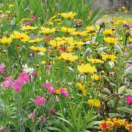 BLOEM08616 Bloemenmengsel Doorlevende Halfhoog - 250 g Dit halfhoge mengsel kan het best als border gebruikt worden.
Door jaarlijks in november te maaien is een jarenlange bloei verzekerd.

Samengesteld uit 22 doorlevende planten, waaronder: Muurbloem, Vlas, Duizendschoon, Lupine, Meisjesogen, Grasanjer, Muskuskaasjeskruid, Tuinanjer, Blauwe strobloem, Nagelkruid, Rode valeriaan, Duizendblad...

Zaaien: maart tot juni of september tot november
Bloemen: van april tot juli in volgende jaren
Hoogte: 30 tot 60 cm Doorleven halfhoog
