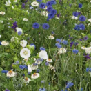 BLOEM08620 Bloemenmengsel Blauw uit de akkers - 250 g <!DOCTYPE HTML PUBLIC "-//W3C//DTD HTML 4.0 Transitional//EN">
<html><head>
<meta content="text/html; charset=unicode" http-equiv="Content-Type" />
</head>
<body>Samengesteld uit 17 eenjarigen, waaronder: : Korenbloem, Zinnia, 
Trechtermalva, Vlas, Gilia, Leverbalsem, Dagschone, Groot akkerscherm, Bonte 
salie, Hondstong... Zaaien: april, mei, juni Bloemen: juli - september Hoogte: 
60-70 cm</body></html> Blauw uit de akkers
