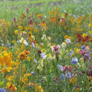 BLOEM08668 Bloemenmengsel Doorlevende bloemen voor vogels - 250 g Dit mengsel is aantrekkelijk voor mezen, vinken, putters, grasmussen, goudvinken, kneuen...
Zoals bij alle mengsels voor doorlevende planten, is het vanaf het jaar na zaaien dat de vogels kunnen profiteren van de bloemen en dan daarna de zaden.

Samengesteld uit 18 doorlevende, waaronder: Muurbloem, Meerjarig vlas, Muurbloem, Judaspenning, Zeepkruid, Alpenvergeet-mij-nietje, Pekbloem...

Zaaien: augustus tot november
Bloemen: van april tot juni
Hoogte: 20 tot 80 cm Doorlevende bloemen voor vogels