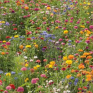 BLOEM08685 Bloemenmengsel Bloeiend platteland - 250 g Bloeiend platteland:
De voordelige oplossing.
Samengesteld uit 6 eenjarigen, waaronder: Korenbloem, Goudsbloem, Zinnia, Cosmos…

Zaaien: april - mei - juni.
Bloemen: juli - september.
Hoogte: 60 tot 100 cm. Bloeiend platteland