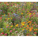 BLOEM08685 Bloemenmengsel Bloeiend platteland - 250 gr Bloeiend platteland:
De voordelige oplossing.
Samengesteld uit 6 eenjarigen, waaronder: Korenbloem, Goudsbloem, Zinnia, Cosmos…

Zaaien: april - mei - juni.
Bloemen: juli - september.
Hoogte: 60 tot 100 cm. Bloemenmengsel Bloeiend platteland