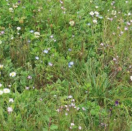 BLOEM08798 Bloemenmengsel Bloeiend gazon - 250 g <!DOCTYPE HTML PUBLIC "-//W3C//DTD HTML 4.0 Transitional//EN">
<html><head>
<meta content="text/html; charset=unicode" http-equiv="Content-Type" />
</head>
<body>Voor een ouderwets fleurig grasveld! Als u dit mengsel samen met een fijn 
gazon inzaait, wordt u vanaf de eerste dagen in maart verrast door 
pastelkleurige bloemetjes. Geniet van dit kleurige gazon en maai het als de 
bloemen uitgeboeid zijn. Samengesteld uit 5 tweejarige en 7 doorlevende, 
waaronder: Madeliefje, Bergschildzaad, Viltige hoornbloem, Bosliefje, 
Strandviolier, Vergeet-mijnietje, Hoornviooltje, Sleutelbloem... Zaaien: 
september-oktober Bloemen: maart tot mei Hoogte: 10 - 25 cm </body></html> Bloeiend gazon