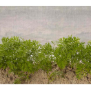 DUR8156201 Lichtgewicht vliegengaas 2,40 x 125 m - maaswijdte  0,8 x 1,00 mm Zeer fijnmazig insectengaas in geweven UV-gestabiliseerd polyethyleen monofilament, weegt slechts 45 g/m².
Dankzij het lage gewicht groeien de gewassen vlot zonder hinder te ondervinden van deze netten. 
De waterafstotende eigenschap zorgt ervoor dat de netten niet verzwaren bij regenval. 
De fijne mazen zorgen voor een vlotte licht- en luchtcirculatie.

Voordelen insectengaas:
• Beschermt tegen rups, wortelvlieg, koolvlieg, preivlieg en aardvlooien
• Verhinderen dat schadelijke insecten hun eitjes op het gewas afzetten en vraatschade veroorzaken
• Verhinderen dat virussen door insecten op het gewas worden overgedragen
• Ecologisch alternatief voor bestrijdingsmiddelen
• Geschikt voor langdurig gebruik dur8156201 lichtgewicht vliegengaas