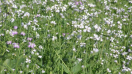 GROEN12 Groenbemester Choe Cover - 15 kg/dosis De idealegroenbemester voor de groententeelt.
Knolvoetresistent - Vanggewas
Bevat Japanse haver, Phacelia en Boekweit (2 dos/ha).
Hoogste EOC-aanbrenger, conform Ecoregeling "verhogen organisch koolstof via teeltplan" Bladrammenas Cordoba (Multiresistent BCA 1) - 25 k