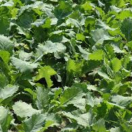 GROENV1 Groenbemester Bladkool 500 g <!DOCTYPE HTML PUBLIC "-//W3C//DTD HTML 4.0 Transitional//EN">
<html><head>
<meta content="text/html; charset=unicode" http-equiv="Content-Type" />
</head>
<body>Bladkool is een op snelheid van beginontwikkeling en bladproductie 
geselecteerde vorm van winterkoolzaad. Het is van oudsher een gewaardeerde 
groenbemester. Voor-en nadelen van Bladkool als ‘vanggewas’ Voordelen – Snelle 
grondbedekking – Kan veel N opnemen – Goede N conservering – Goede DS opbrengst 
(bij tijdige zaai) – Goedkope teeltkosten Nadelen – Niet geschikt voor late zaai 
– Uiterste zaaidatum is eind september – Startgift is nodig van 50-80 kg N – 
Waardplant van cystenaaltje – Goedkoop in teelt, maar duur bij opslagbestrijding 
in het voorjaar Zaaizaadhoeveelheid: 8 – 12 kg / ha Aandacht Afgelopen jaren 
zijn er veel problemen geweest met de bestrijding van de opslag van de bladkool. 
Hierdoor zijn er veel kosten in de vorm van chemische behandeling nodig geweest. 
De goedkopere teeltkosten in het najaar vallen hiermee snel weg t.o.v. de kosten 
in het voorjaar. Bij een bouwplan met bieten wordt bladkool ontraden 
!</body></html> Groenvoeder bladkool