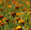 GROENV15 Groenbemester Tagetes 150 g  Tagetes