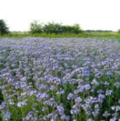 GROENV5 Groenbemester Phacelia 500 g <!DOCTYPE HTML PUBLIC "-//W3C//DTD HTML 4.0 Transitional//EN">
<html><head>
<meta content="text/html; charset=unicode" http-equiv="Content-Type" />
</head>
<body>Facelia heeft een zeer fijn versneden en vertakt blad dat zeer snel groeit 
zodat men op korte tijd een goede grondbedekking krijgt.Hierdoor krijgen 
onkruiden weinig kans om zich te ontwikkelen. Facelia wortelt vrij ondiep, maar 
behoorlijk intensief. Het is een zeer vorstgevoelig gewas en dus gemakkelijk 
onder te ploegen. Facelia is zeer interessant voor bijen want de plant 
produceert veel nectar. Zaaien is mogelijk van half juli tot augustus. Ook in 
een droog zaaibed kiemt facelia nog goed. Aanbevolen zaaidichtheid: 10-12 kg per 
ha.</body></html> groenbemester phacelia