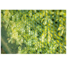 NAT6050265 Quadriplast 1 m H x 2,5 m L - mazen: 25 mm - groen Dit gaas kunt u gebruiken als afscherming.
Het gaas is verkrijgbaar in verschillende afmetingen met verschillende maaswijdtes. 
Dit gaas is geplastificeerd. Vierkante gaas 6050204