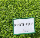 PHILIPS40 Graszaad Proti-Plus (weidemengsel - blijvend mengsel) 10 kg Mengsel met 40 % Luzerne, voor extra eiwit aanbreng.
Komt in aanmerking voor derogatie (minder dan 50% klaver). Proti Plus