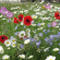 BLOEM08706/KG Bloemenmengsel Akkerbloemen - kg !DOCTYPE HTML PUBLIC "-//W3C//DTD HTML 4.0 Transitional//EN"
htmlhead
meta content="text/html; charset=unicode" http-equiv="Content-Type" /
/head
bodyAkkerbloemen Samengesteld uit 10 eenjarige en 5 doorlevende, waaronder: 
Wilde klaproos, Wilde korenbloem, Gele ganzenbloem, Wilde margriet, doorlevend 
vlas, Bolderik... Zaaien: maart tot juni Zaaien: september tot november Hooge: 
50 - 100 cm /body/html Akkerbloemen