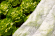 DUR80827 Vliesdoek 2 m x 10 m wit Licht- en vochtdoorlatend polypropyleendoek.
Vliesdoek biedt gewassen bescherming tegen kou, wind, hagel, insecten en vogels.
Onder het doek ontstaat een microklimaat met als resultaat een oogstvervroeging en -verhoging. Vliesdoek
