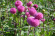 DUR81278 Steungaas 17 x 17 cm - 1,70 m breed  wit AFGESNEDEN Plantensteunnet voor het geleiden van staakbonen, komkommers, augurken en hoge erwten tijdens de groei.
Vergemakkelijken de pluk en zorgen voor een betere rijping van de teelten.
In horizontale toepassing geschikt voor de ondersteuning van bloemen met lange stelen.

• In geëxtrudeerd polypropyleen
• Mazen: 170 mm
• UV-stabiel en chemicaliënbestendig

 Steungaas
