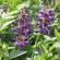 GROENV10 Groenbemester Wikken 500 g !DOCTYPE HTML PUBLIC "-//W3C//DTD HTML 4.0 Transitional//EN"
htmlhead
meta content="text/html; charset=unicode" http-equiv="Content-Type" /
/head
bodyWikke is een vlinderbloemige groenbemester met een sterk ontwikkelde 
penwortel, waardoor dit gewas bijdraagt tot een kruimelige structuur van de 
bodem. Bovendien kan wikke de stikstof fixeren en levert hierdoor een 
aanzienlijke hoeveelheid stikstof voor het volggewas. Wikke kan gezaaid worden 
tot half augustus maar de beste zaaiperiode is juli.Wikke vraagt wel een 
voldoende vochtige bodem en gedijt minder goed op gronden met een lage pH.Wikke 
is een vorstgevoelig gewas. Aanbevolen zaaidichtheid: 100-125 kg per 
ha./body/html Wikken