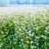 GROENV6 Groenbemester Boekweit 500 g !DOCTYPE HTML PUBLIC "-//W3C//DTD HTML 4.0 Transitional//EN"
htmlhead
meta content="text/html; charset=unicode" http-equiv="Content-Type" /
/head
bodyBoekweit is een goede groenbemester. Het gewas groeit snel en bedekt de 
bodem zeer goed. Boeweit doet het goed op arme zand- en veengronden, en is 
minder geschikt voor zware kleigronden. Boekweit kan goed tegen droogte, maar 
heeft wel voldoende zonlicht nodig. Het gewas gaat de strijd aan met onkruid. De 
groenbemester onderdrukt en verteert het snel, waardoor de bodemstructuur 
verbetert en organisch stof aan de grond toegevoegd wordt. Zaaien mei-augustus, 
Zaaidichtheid: 50 kg per ha/body/html Boekweit