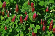 GROENV8 Groenvoeder Incarnaat Klaver 500 gr Incarnaatklaver is een zachte en behaarde klaver met 4 cm lange, donkerrode bloempluimen. Incarnaatklaver wordt zowel als groenbemester en als bloem gebruikt. Geschikt voor natuurlijke tuinen. Leuke bijen- en hommelplant.

Hoogte 30 cm.

 Zaaidichtheid: 25-30 kg/ha. Incarnaatklaver