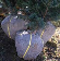 KLUITELANAT160 Kluitelastiek natuur 150/10mm/kg Elastiek om kluitlappen vast te maken.
+/- 380 st/kg. Kluitelastiek
